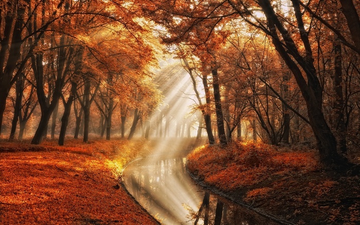 Sun rays through autumn trees along a misty canal
