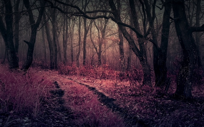 A misty forest path with pink foliage