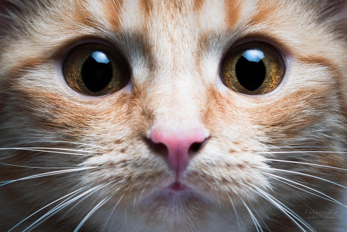 Close-up of an orange tabby cat's face