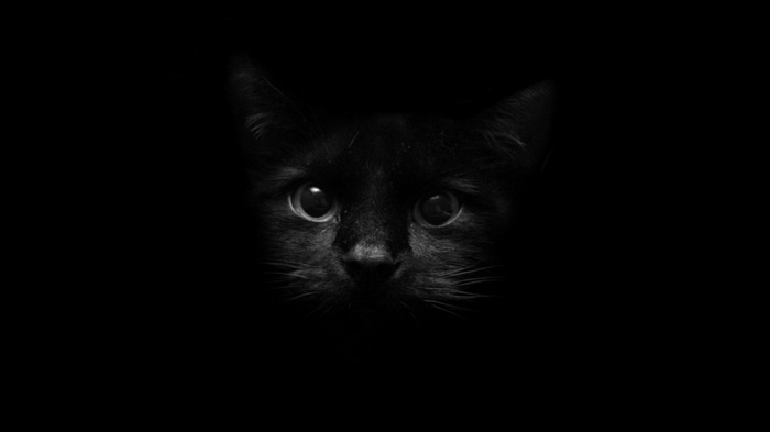 Close-up of a black cat's face in darkness