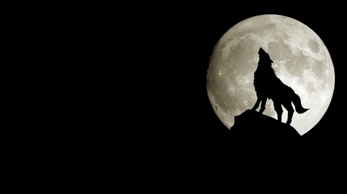 Wolf howling at the full moon