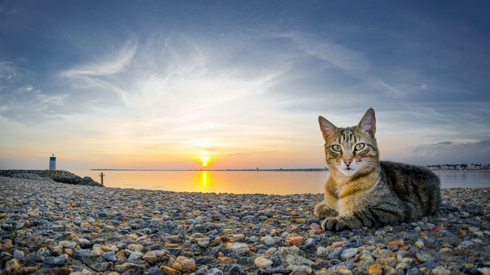 Cat on a rocky beach at sunset