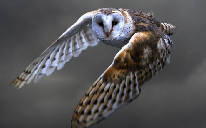 Barn owl in flight against a dark background
