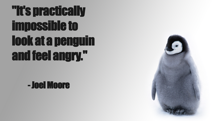Quote about penguins by Joel Moore