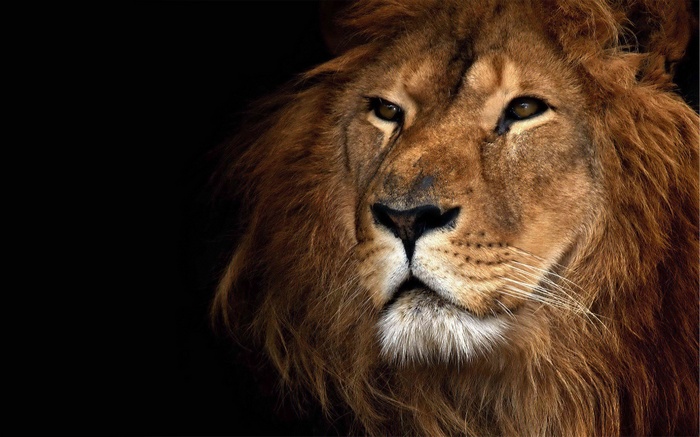 Close-up portrait of a male lion