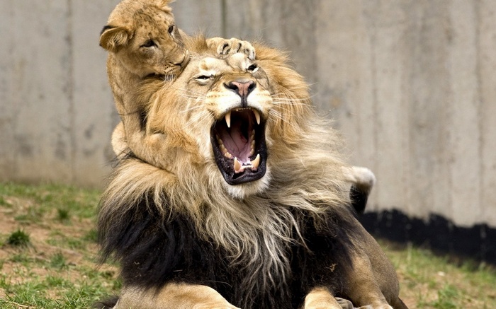 Lion cub plays with adult lion