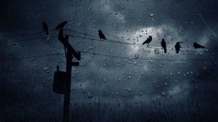 Birds on a wire during a rainstorm