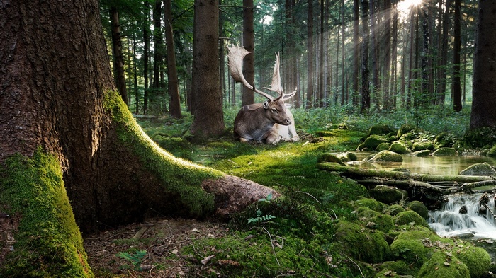 Deer resting in a sunlit mossy forest with a stream