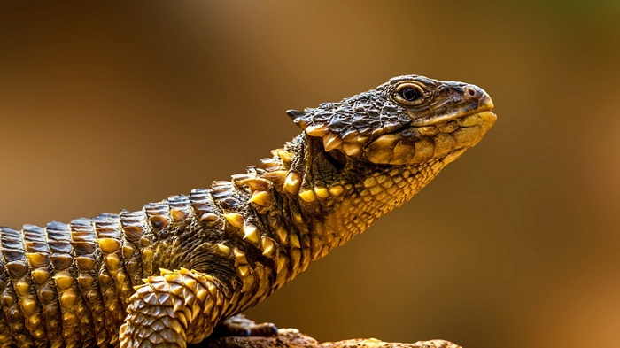 Armored Lizard with Spikes