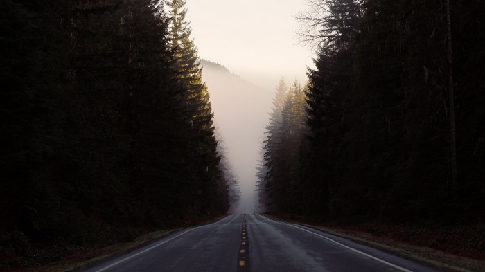 Road through a misty forest with tall trees