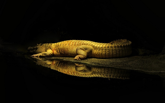 Yellow crocodile resting by the water