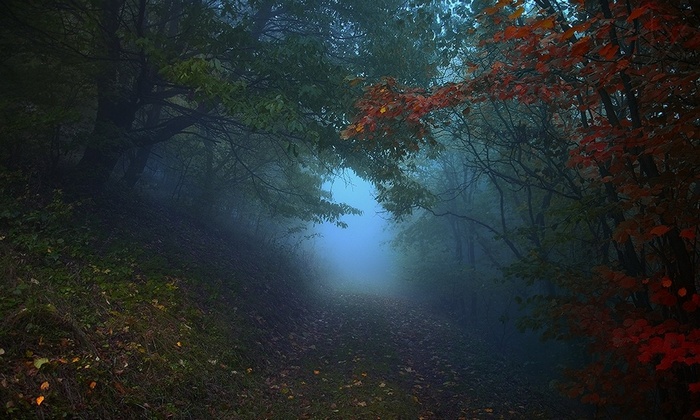 Misty forest path in fall with red and green leaves