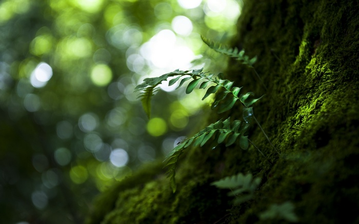 Ferns on a moss-covered tree trunk with bokeh background