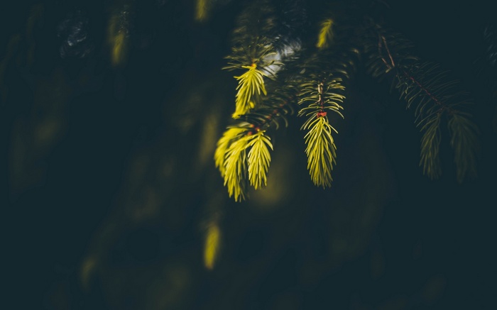 Close-up of spruce branches with yellow needles
