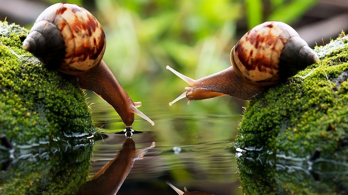 Two snails drinking water from a mossy surface