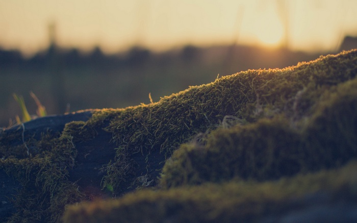 Mossy rocks in soft sunset light