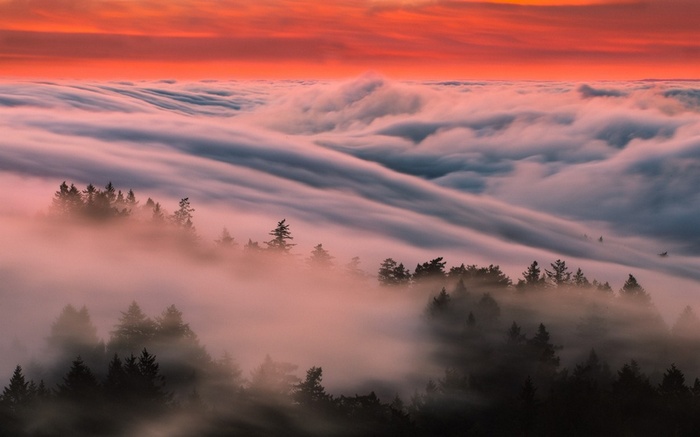 Foggy forest landscape at sunset with orange sky
