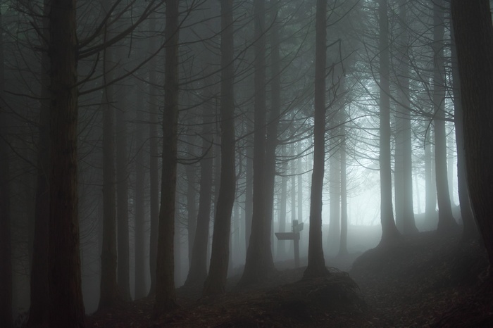 Misty forest with a wooden bench