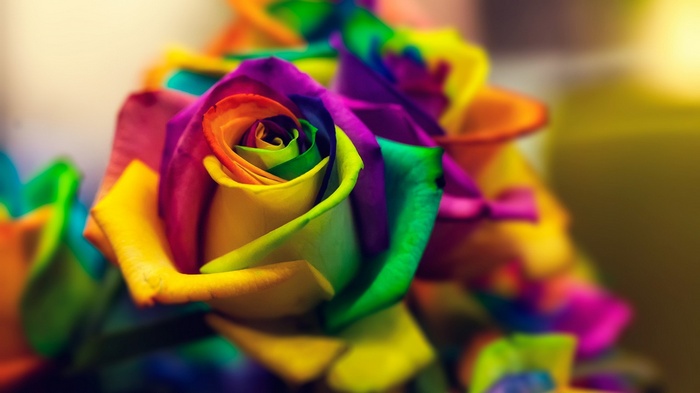 Close-up of a rainbow-colored rose