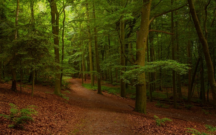 A forest path covered in fallen leaves