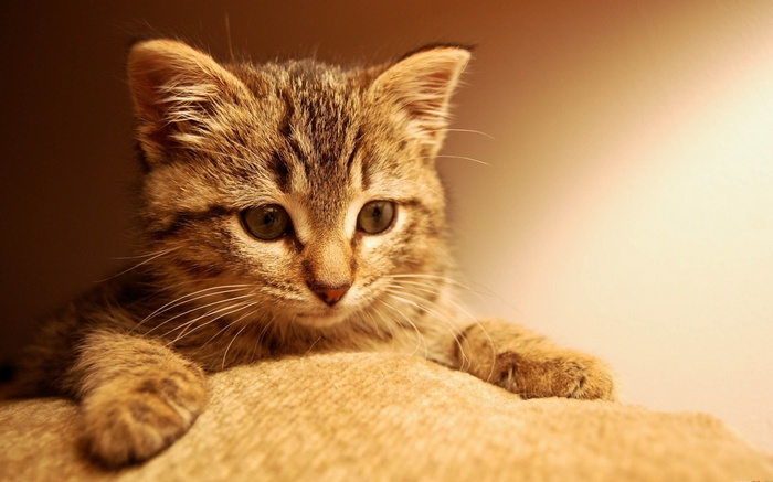 A tabby kitten rests on a textured surface