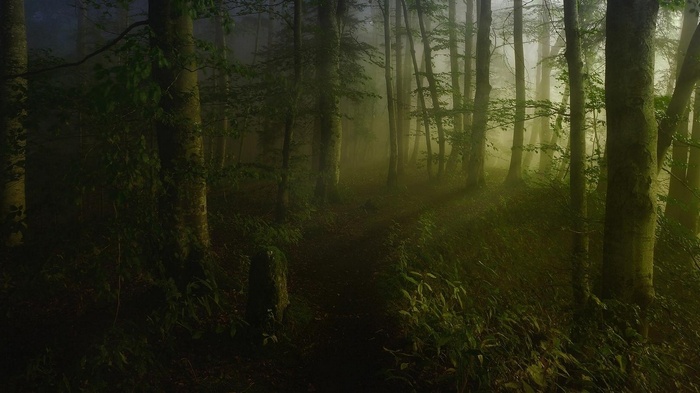 A misty path through a green forest with trees