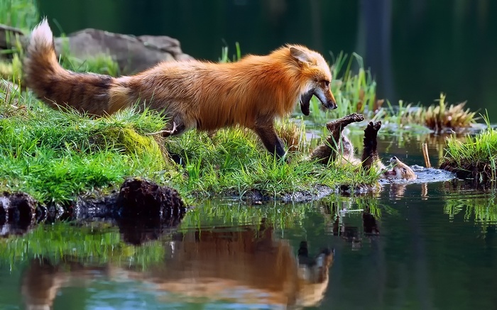 Two foxes playing by the water