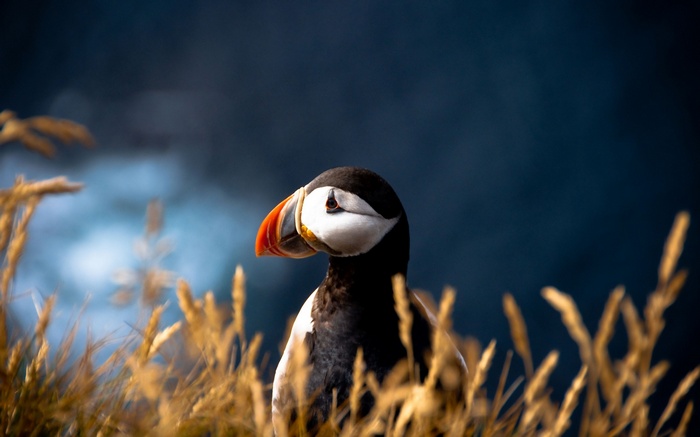 Puffin bird in tall grass with blurred background