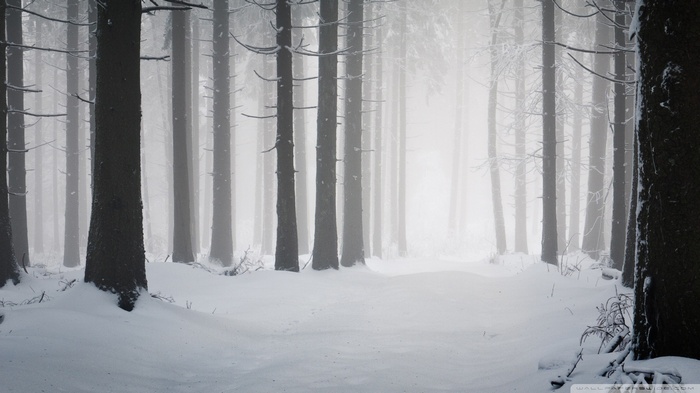 Snowy forest with tall trees and fog