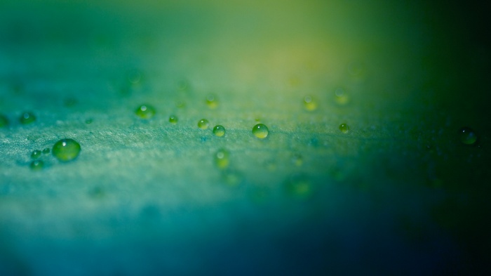 Water drops on a green leaf with shallow depth of field