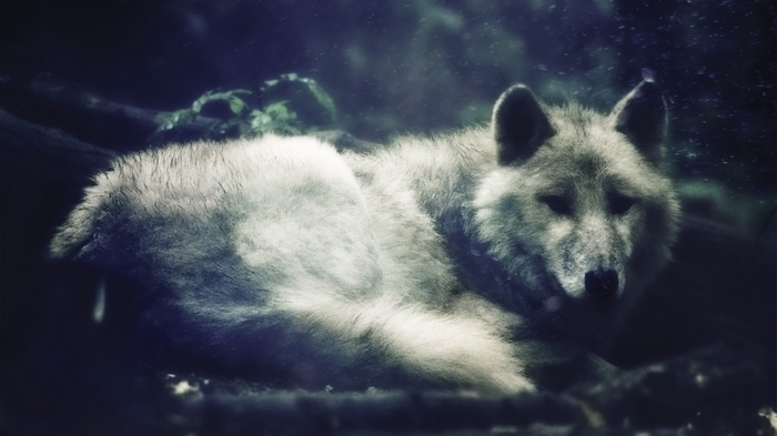 A wolf rests in a dark forest