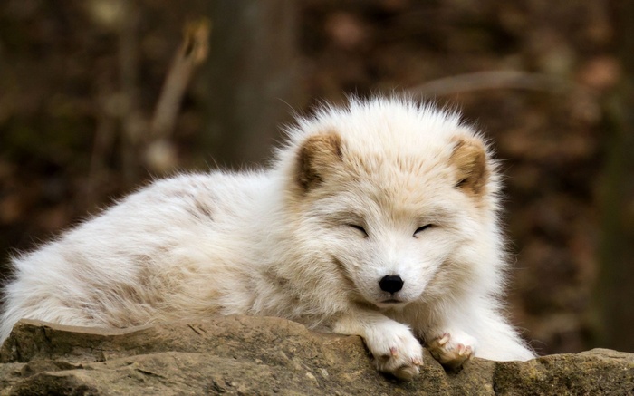 animals, baby animals, nature, arctic fox, fox