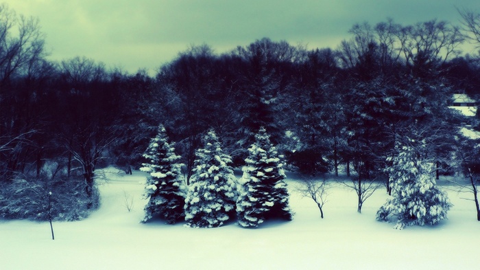 Snow covered trees in a winter forest