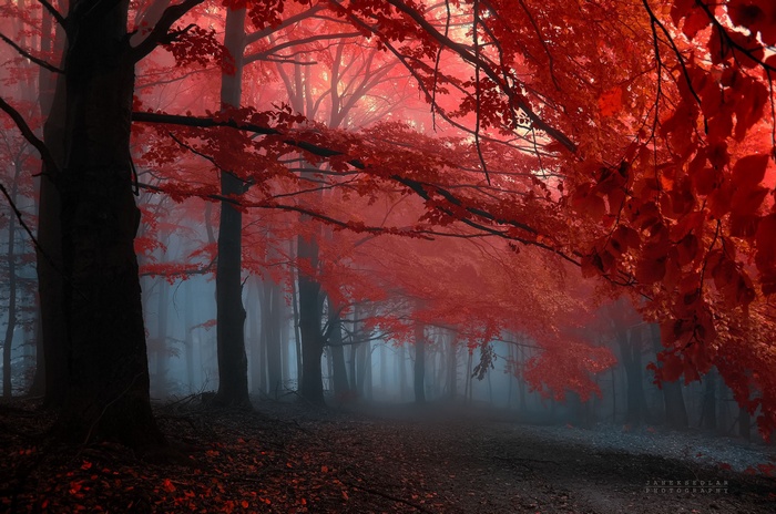 Red forest in autumn with fog