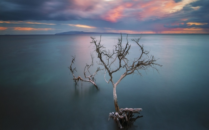 Dead trees in the ocean at sunset
