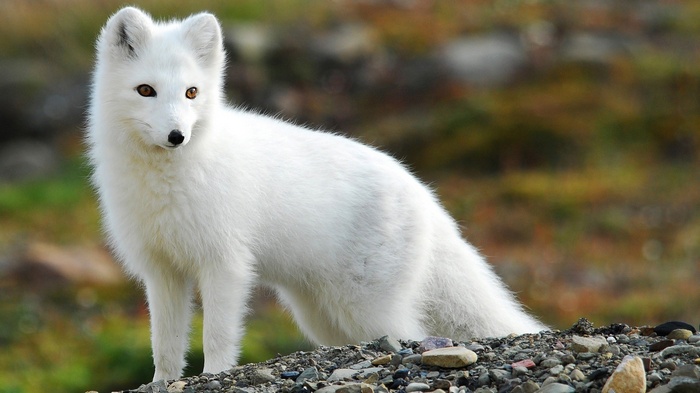 Arctic fox standing on rocky ground