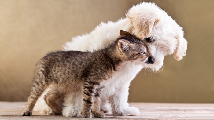 Kitten and puppy cuddling together