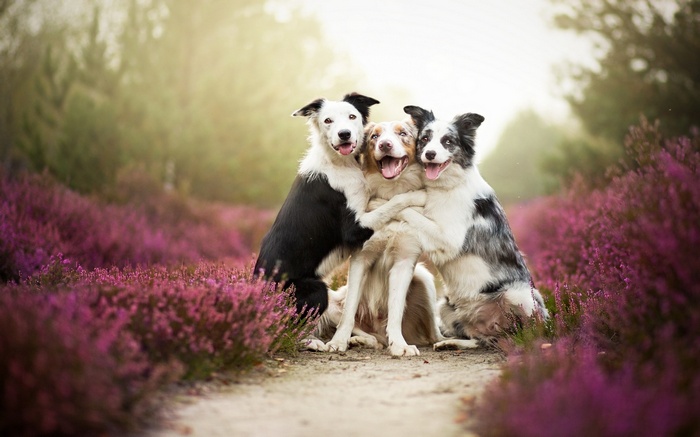 Three border collies hugging in a field of flowers