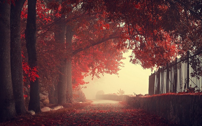 Autumn path with red leaves and mist