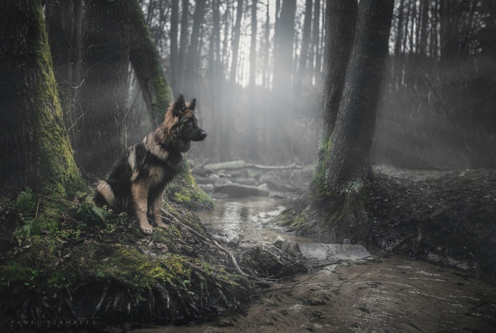 German Shepherd sitting by a stream in a misty forest