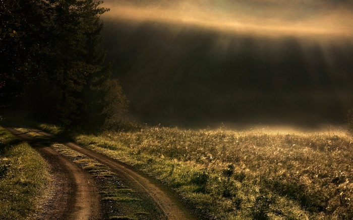 Misty forest road with sun rays over grass