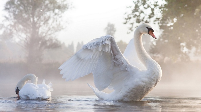 Two swans in misty water with sunlight