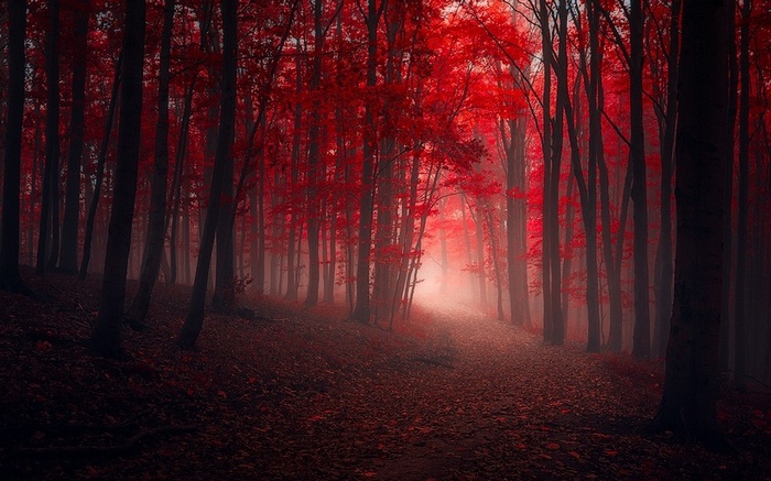 Red forest with a path and mist