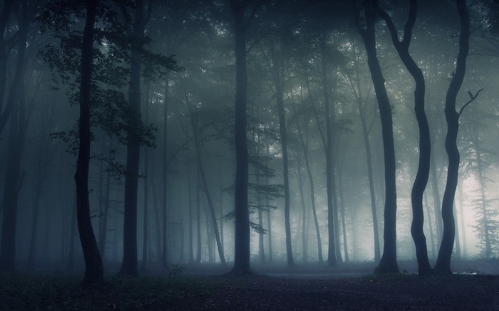 trees, forest, landscape, dark, nature, morning, mist, HD Wallpaper ...