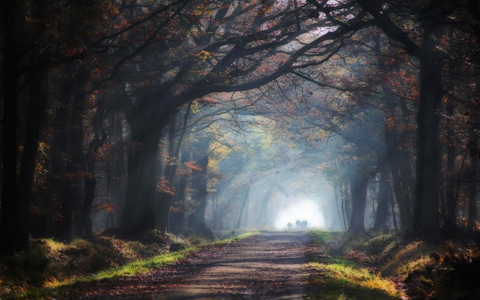 People walking on a misty forest road with sun rays