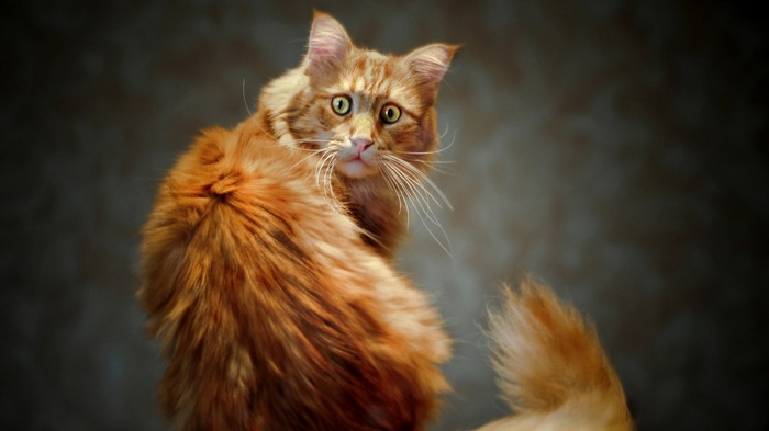 Orange Maine Coon cat looking over its shoulder