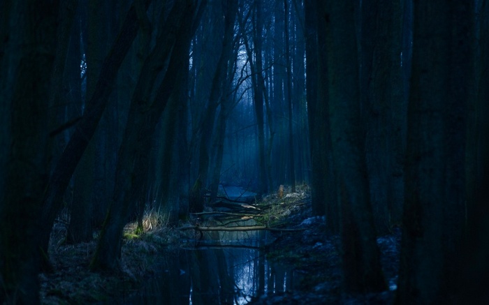 Dark forest with a stream and mist