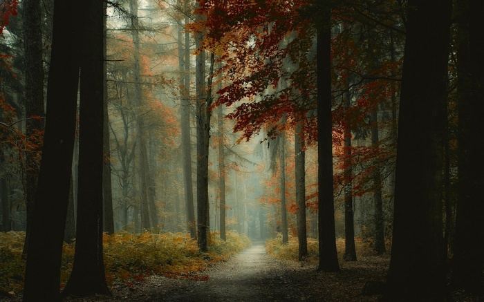 Misty forest path with autumn leaves