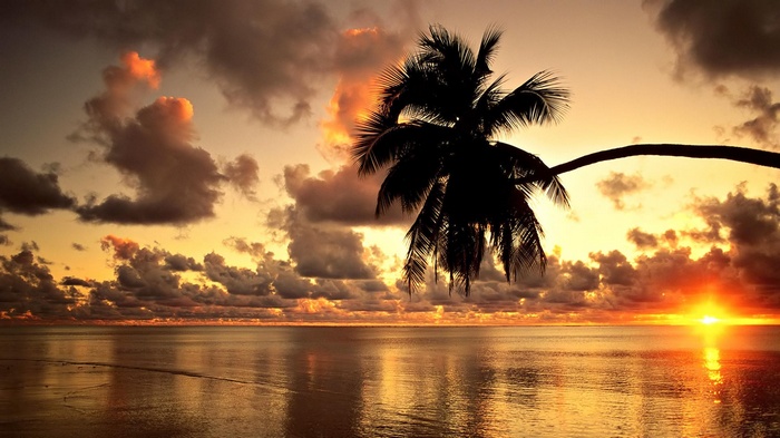 Palm tree silhouette against a dramatic sunset over the ocean