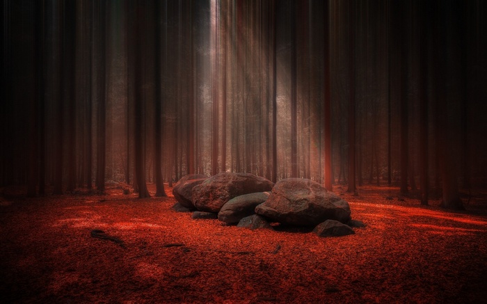 Sun rays through trees onto stones in a red forest